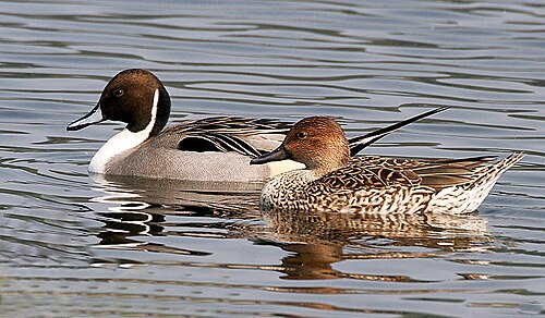 Northern pintail